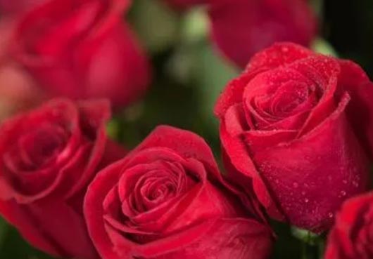 13朵粉红色的玫瑰