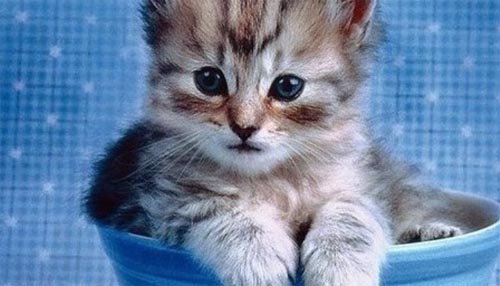 猎殇